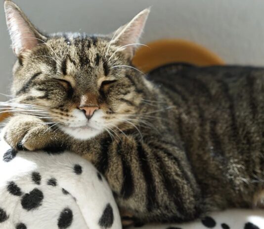 Не забудьте взять: советы по подготовке к дороге с котом