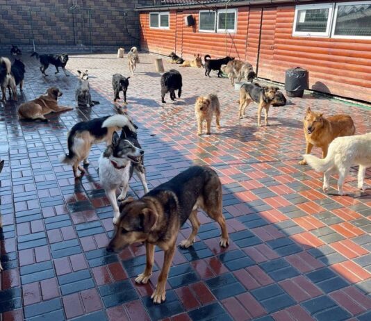 Четыре лапы и мокрый нос: лучие одесские приюты для животных