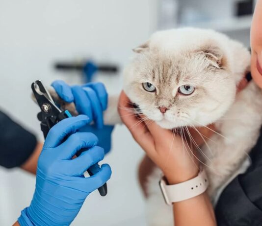 Лучшие груминг-салоны в Одессе