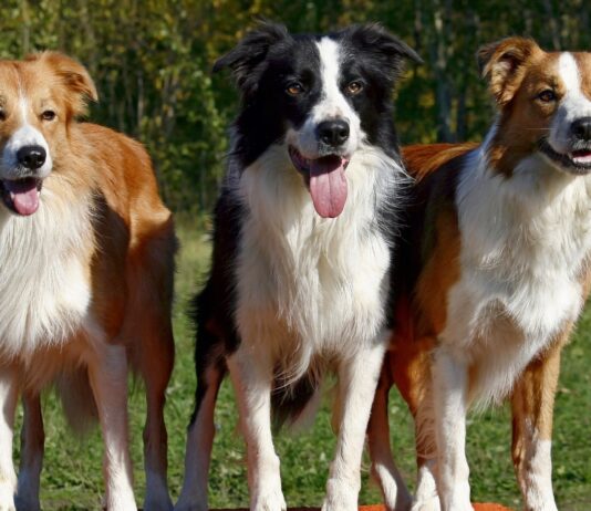 Анальные железы у собак: причины закупорки и лучшие методы профилактики